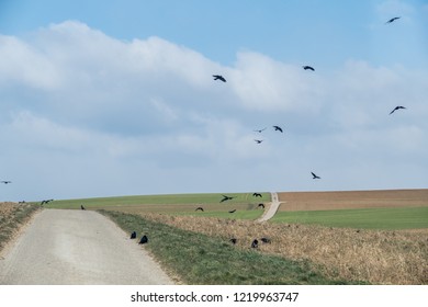 Crows in field and sky