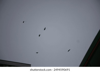 Crows fly in the gray sky. A flock of black crows. Flight details. Gray sky.