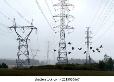 Crows Fly Under The Power Line