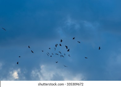 Crows Flying Blue Sky Stock Photo (Edit Now) 335309672