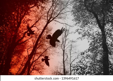 Crows Flying In Forest Between Tree Branches, Dark Scary Horror Scene