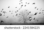 Crows flying in front of single tree during foggy season