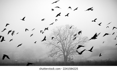 Crows flying in front of single tree during foggy season