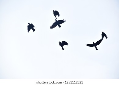 crows flying in groups