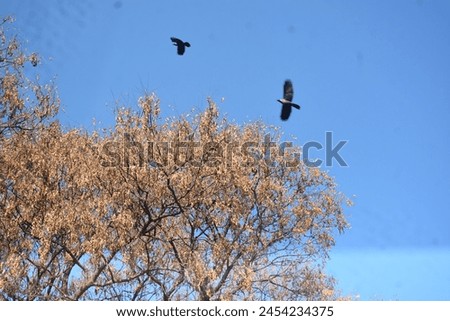 The crows move in synchrony, a swirling pattern that seems both chaotic and organized, a dance of nature's making. 