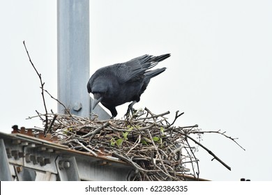 Crow's nest in a dangerous place