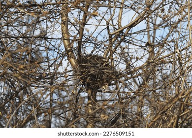 crow's nest in a dense bush in spring from branches on a sunny day