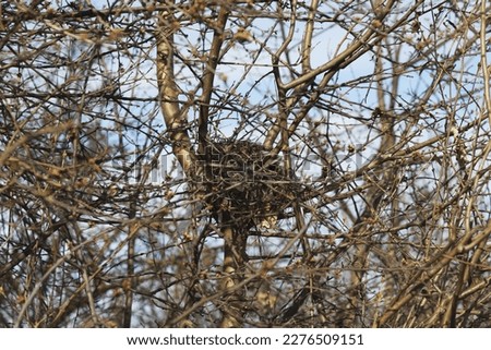 crow's nest in a dense bush in spring from branches on a sunny day