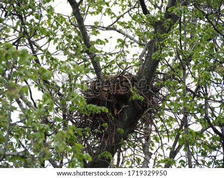 crow's nest on spring tree