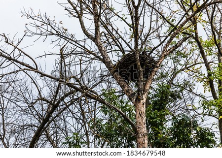 crow's nest on a tree in the steppe