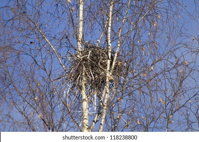 crow's nest in a tree