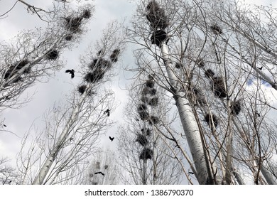 Crow's nest in a a lot of trees
