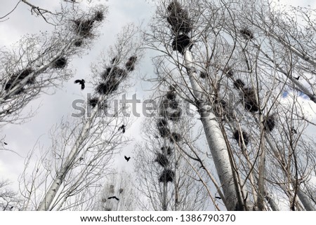 Crow's nest in a a lot of trees