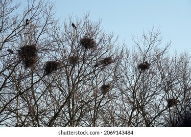               Crows nests in a tree                  