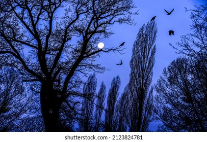 Crows in the night sky among the branches of trees. Full moom with crows at night. Night sky with full moon and crows