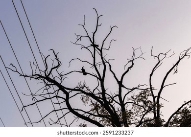 Cuervos en el árbol