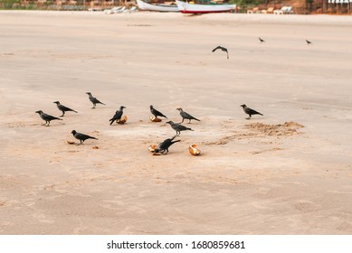 Crows peck at coconut on the beach - Shutterstock ID 1680859681