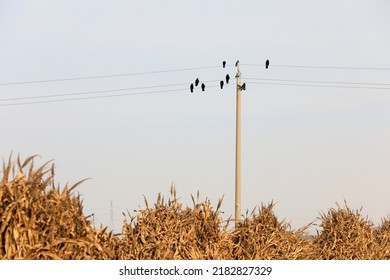 Crows Perch On Power Lines, North China