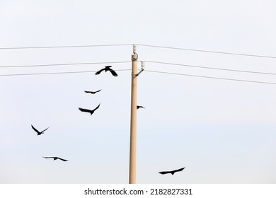 Crows Perch On Power Lines, North China