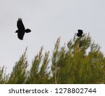                                Crows in Pine Tree