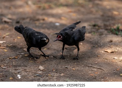 The crows quarreled loudly. In order to compete for the food that the other was eating.