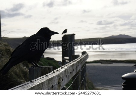 crows ( ravens) on a fence