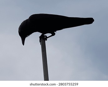 Crows are remarkable birds known for their exceptional intelligence, problem-solving abilities, tool use, memory, and social behavior. As one of the smartest non-primate animals on Earth, crows can recognize human faces, solve complex puzzles, communicate effectively, and adapt to various environments. Their cognitive skills continue to fascinate scientists and bird enthusiasts worldwide.