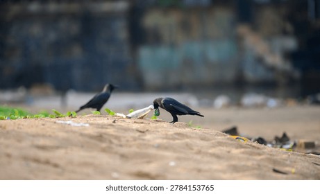 Crows scavenging through plastic polluted beach waste. Coastal environmental pollution and the urban wildlife survival concept