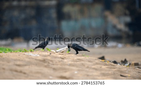 Crows scavenging through plastic polluted beach waste. Coastal environmental pollution and the urban wildlife survival concept