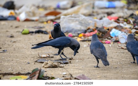 Crows scavenging through plastic waste on a polluted beach. Coastal Pollution, Marine Debris and Environmental Crisis Concept