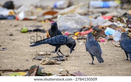 Crows scavenging through plastic waste on a polluted beach. Coastal Pollution, Marine Debris and Environmental Crisis Concept
