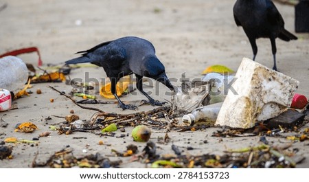 Crows scavenging through plastic waste on a polluted beach. Coastal pollution, Marine debris, and Environmental crisis concept