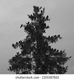 crows sit on top of a tree. Crows are sitting on the branches. crows sit on a coniferous tree. black and white photo.