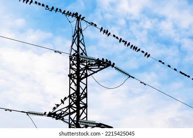 Crows Sit On The Wires Of A Power Line. Birds On Electricity Wires Against Blue Sky.