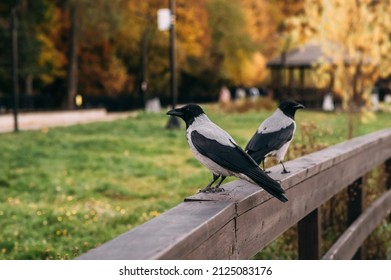 Crows sit on a wooden bridge. Crows are gray and black.