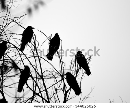 Similar – Image, Stock Photo COMPETITION Bird Starling