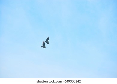 Crows In The Sky. Two Birds In The Distance. Amazing Facts About Ravens.