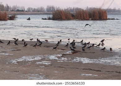 crows in the winter lake