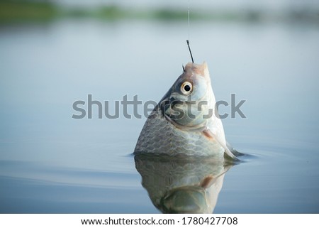 Crucian carp fish hanging on the fishing hook close up.