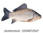 Crucian carp fish isolated on white background. Live fish cut out object for design and advertising.