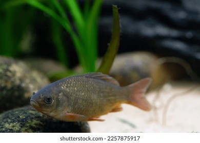 crucian carp on bottom of pond - Shutterstock ID 2257875917
