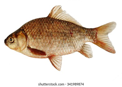 Crucian Isolated On White Stock Photo 341989874 | Shutterstock