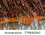 crude oil in marsh grass, Barataria Bay, Louisiana
