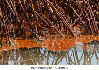 Crude Oil In Marsh Grass, Barataria Bay, Louisiana