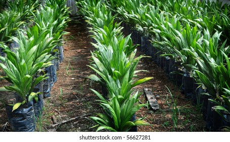 Crude Palm Oil Plant In Malaysia.