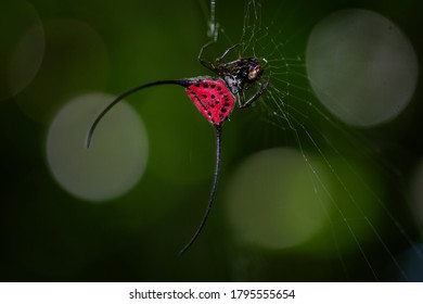 Buffalo Horn Spider Images, Stock Photos Vectors | Shutterstock