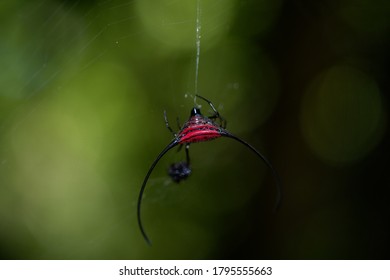 273 Buffalo Spider Images, Stock Photos & Vectors | Shutterstock