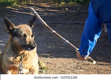 Cruelty To Animals. Dog On A Chain, Beat With A Stick.