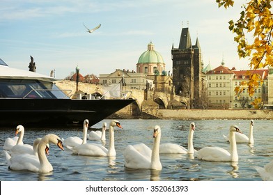 Cruise in Prague / A Cruise Boat Between a Herd of Swans and Charles Bridge in a Romantic Scenery on Vltava River in Prague
