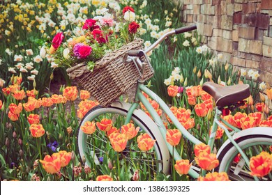 Cruiser bike in a tulip garden